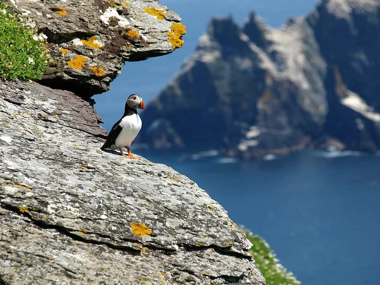 Rencontrez des macareux sur les falaises côtières 