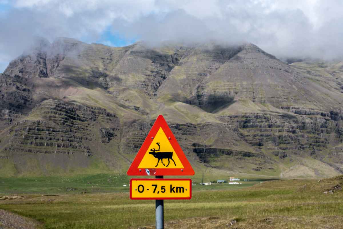 Un panneau routier en Islande, situ&eacute; devant une cha&icirc;ne de montagnes spectaculaire, indique la pr&eacute;sence d'animaux pr&egrave;s de la route.