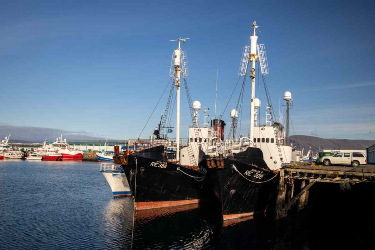 Vieux port de Reykjavik Vue générale de deux baleiniers noirs amarrés au vieux port de Reykjavik, prêts à pêcher sous un beau ciel ensoleillé.