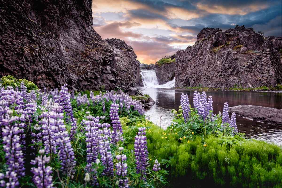De magnifiques lupins dans les paysages d’Islande au printemps